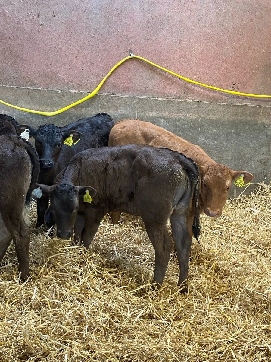 Strong limousine calves - Image 3