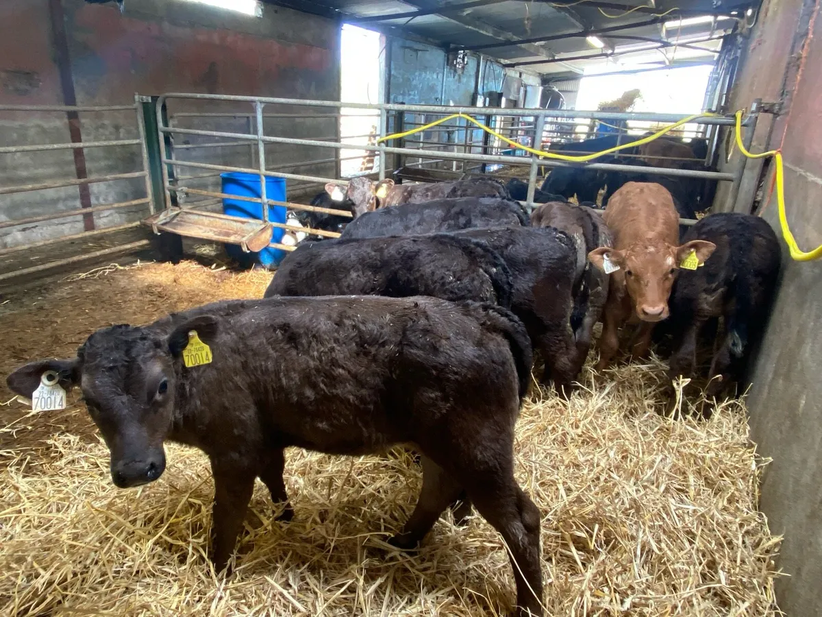 Strong limousine calves - Image 2