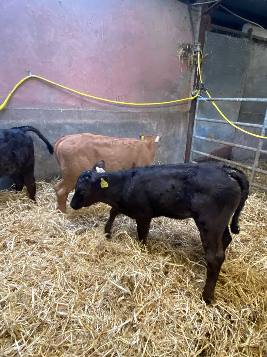 Strong limousine calves - Image 4