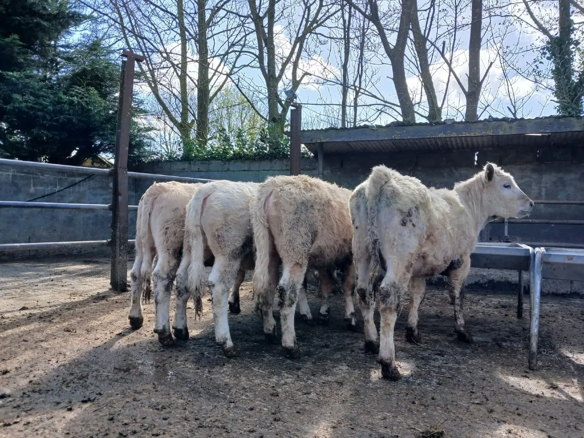 14 charly heifers - Image 1