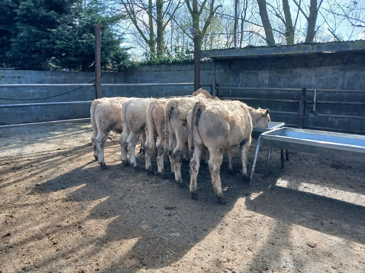 14 charly heifers - Image 2