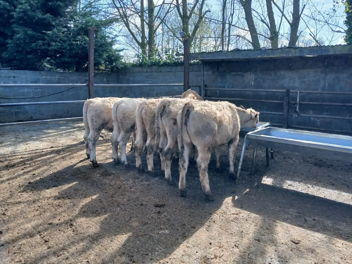 14 charly heifers - Image 4