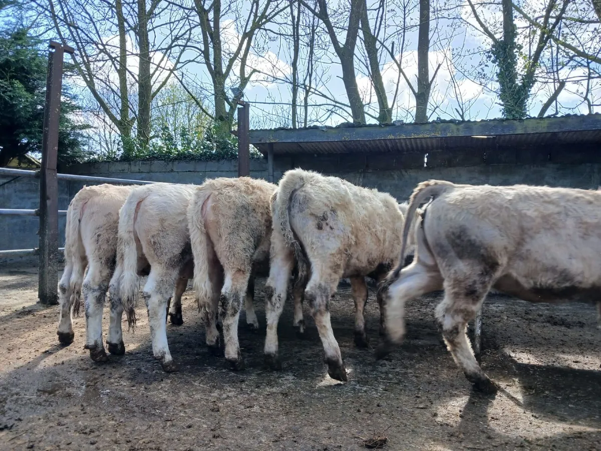 14 charly heifers - Image 3