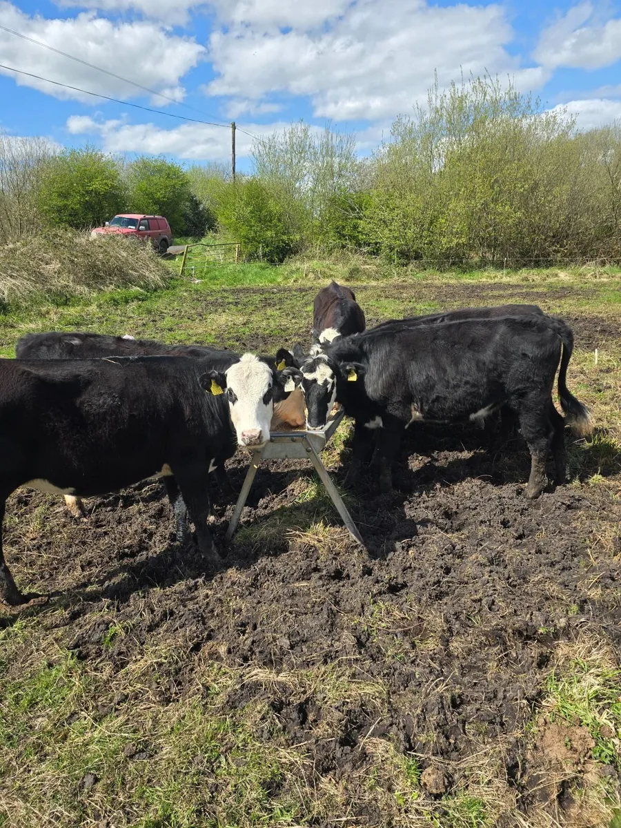 7 Hereford Yearlings - Image 2