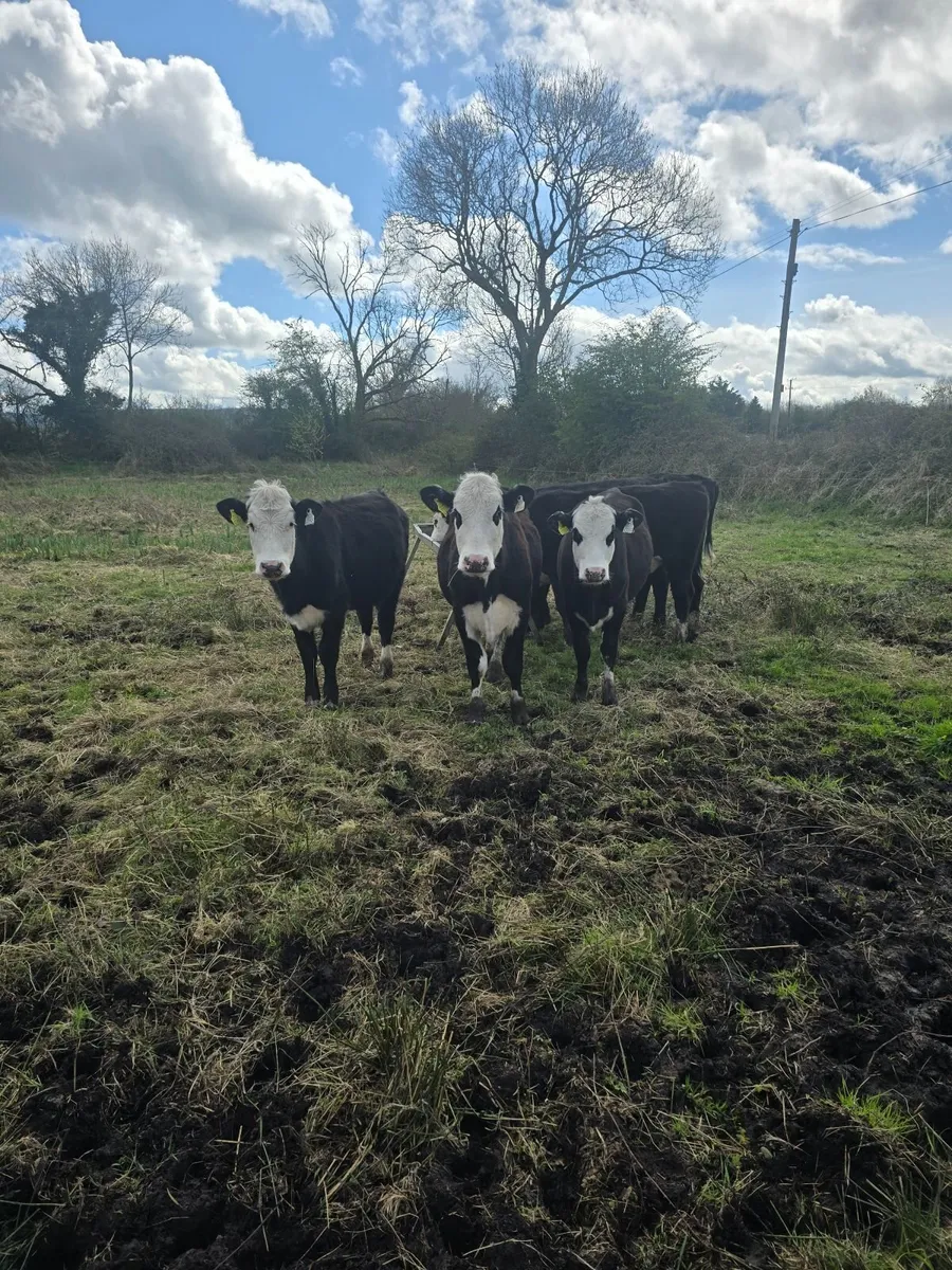 7 Hereford Yearlings - Image 3