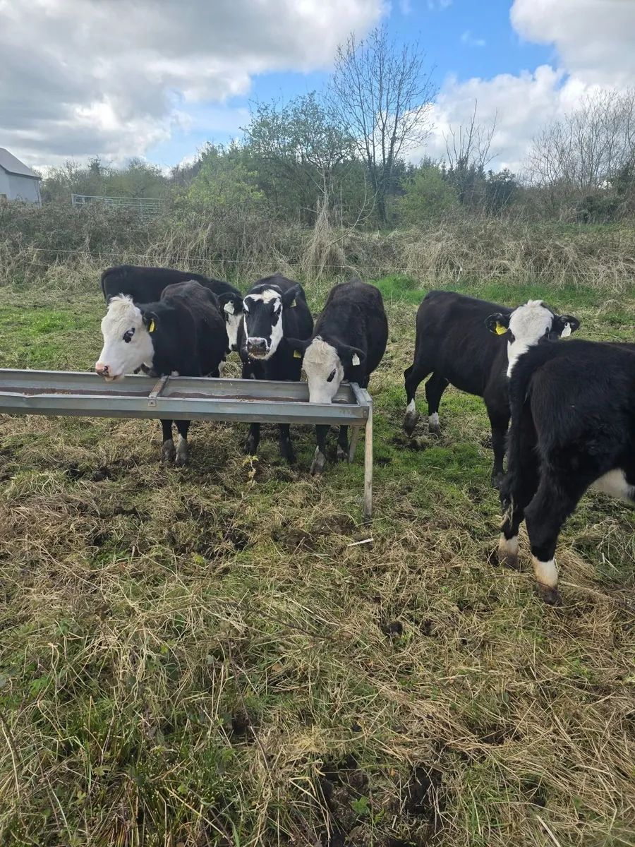 7 Hereford Yearlings - Image 4