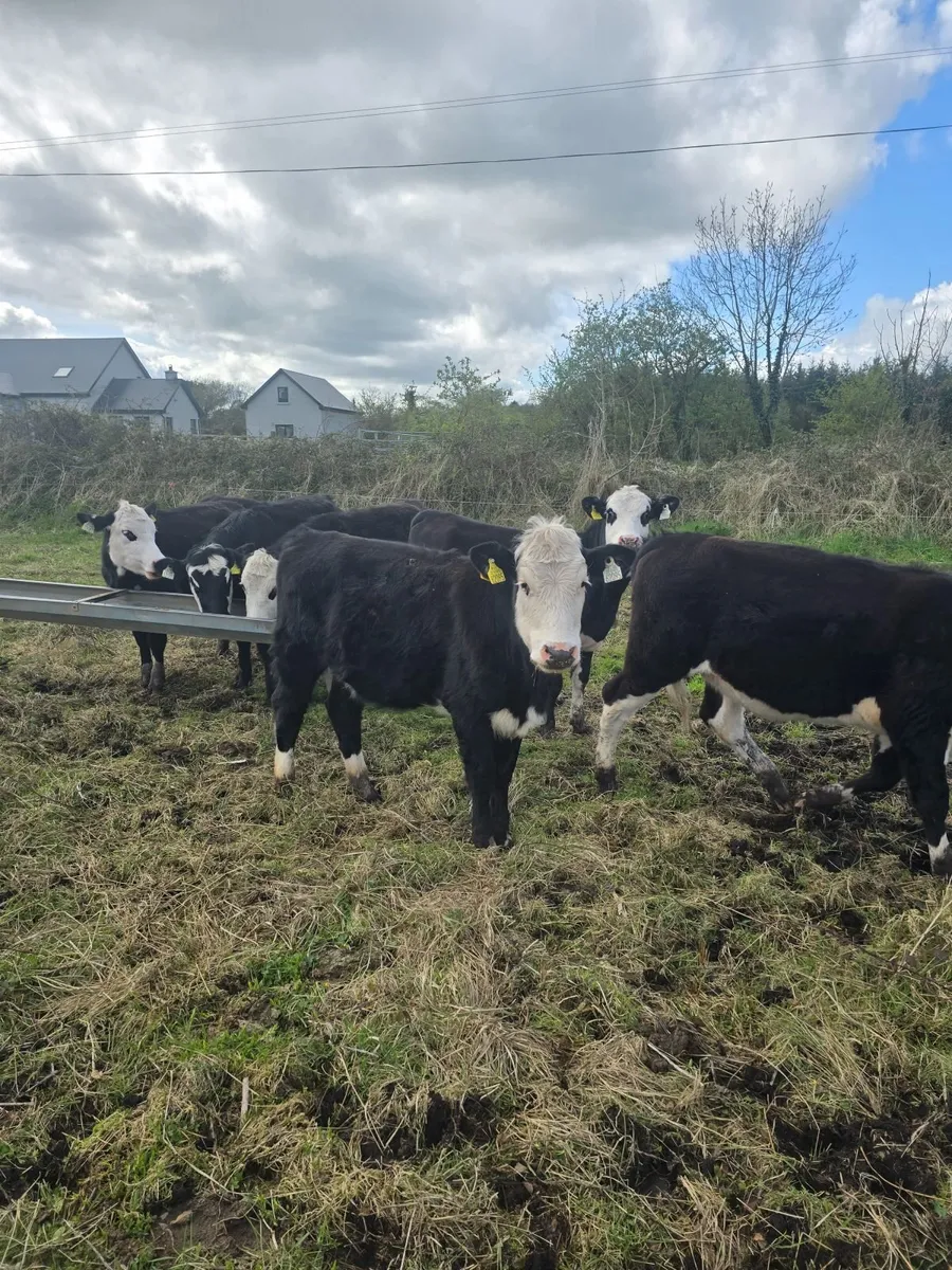 7 Hereford Yearlings - Image 1