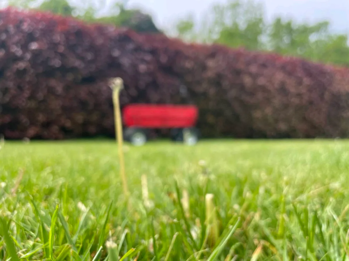 Toby wagon Pull cart - Image 2