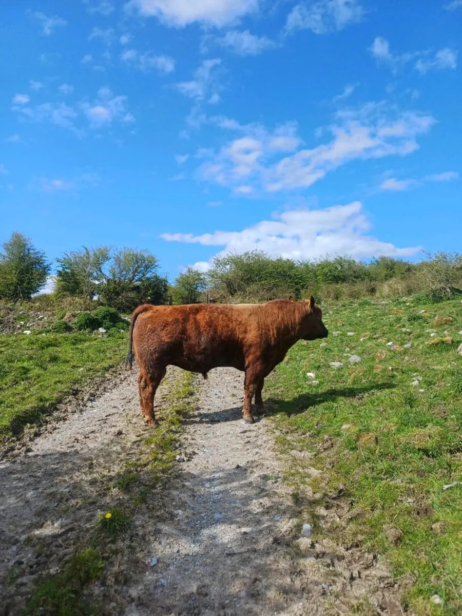 Mature Red Angus Bull - Image 1
