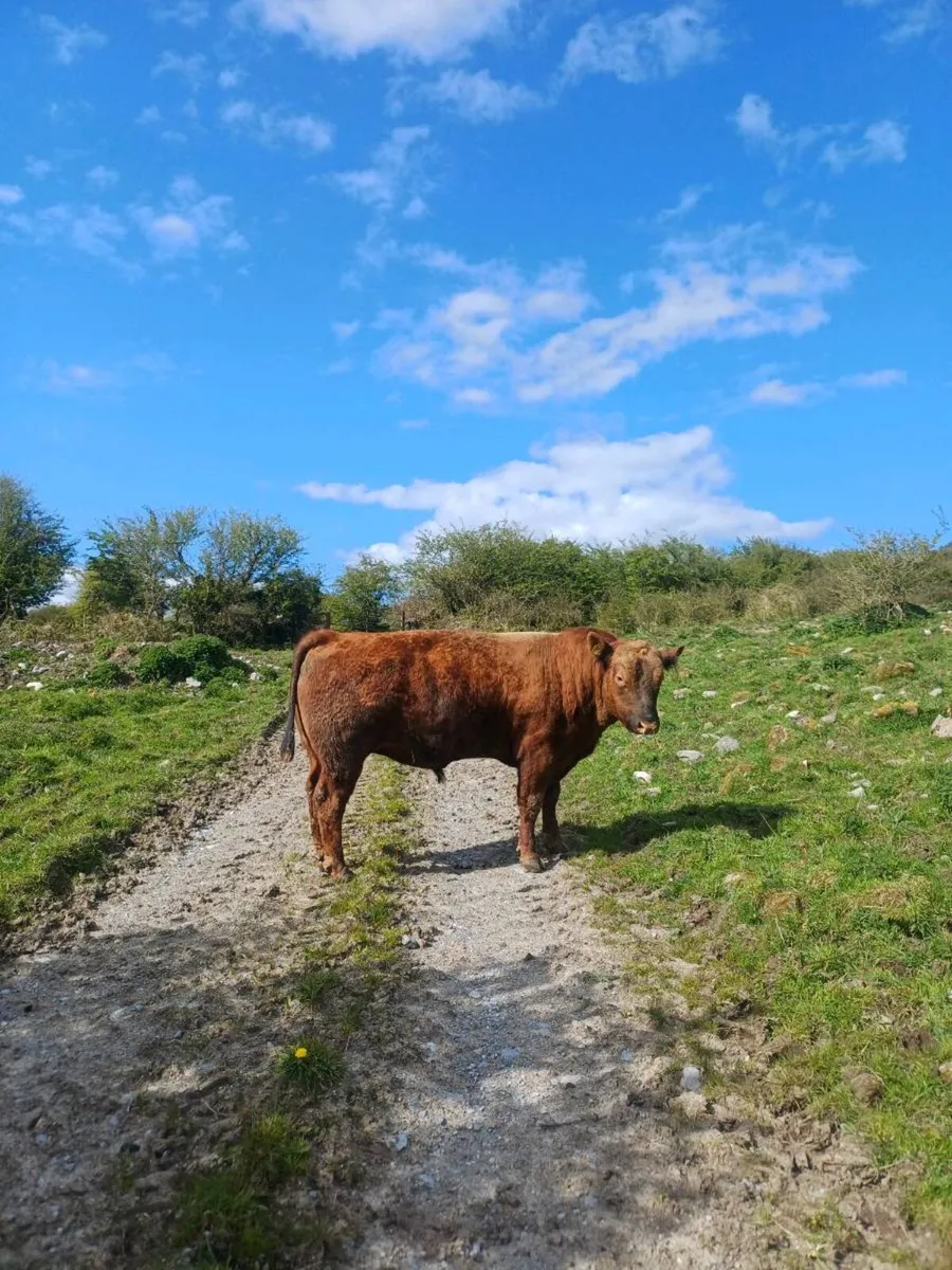 Mature Red Angus Bull - Image 2