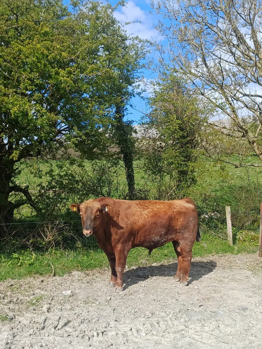 Mature Red Angus Bull - Image 4