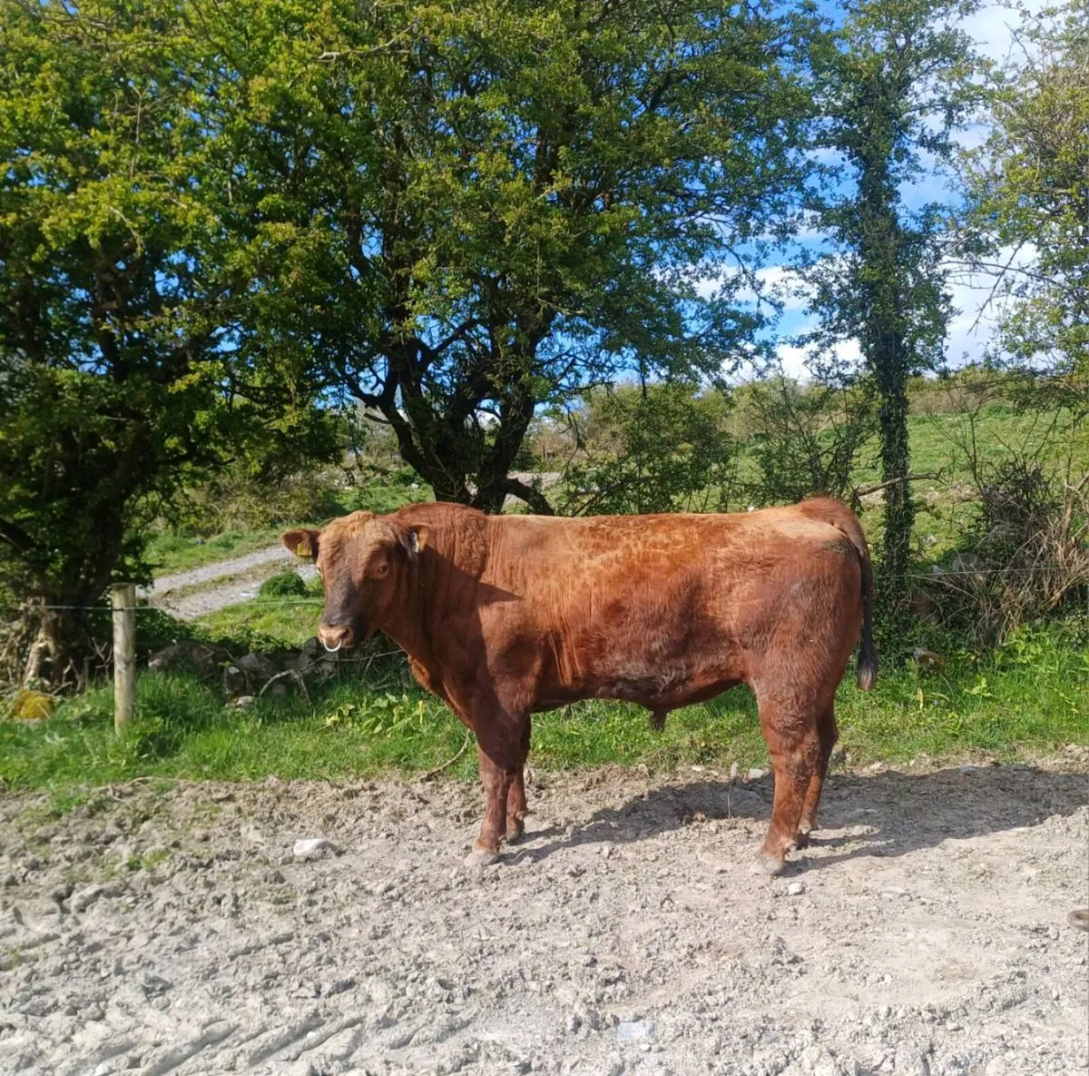 Mature Red Angus Bull - Image 3