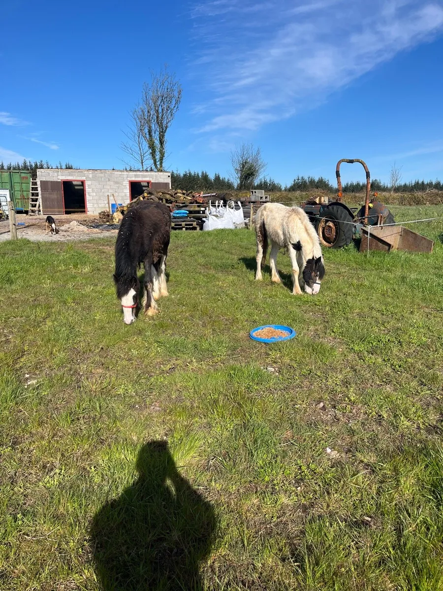 Clydsdale x Cob Yearling - Image 1