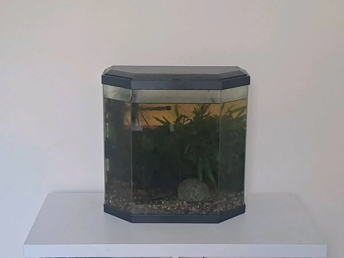 Fish tank 25L
