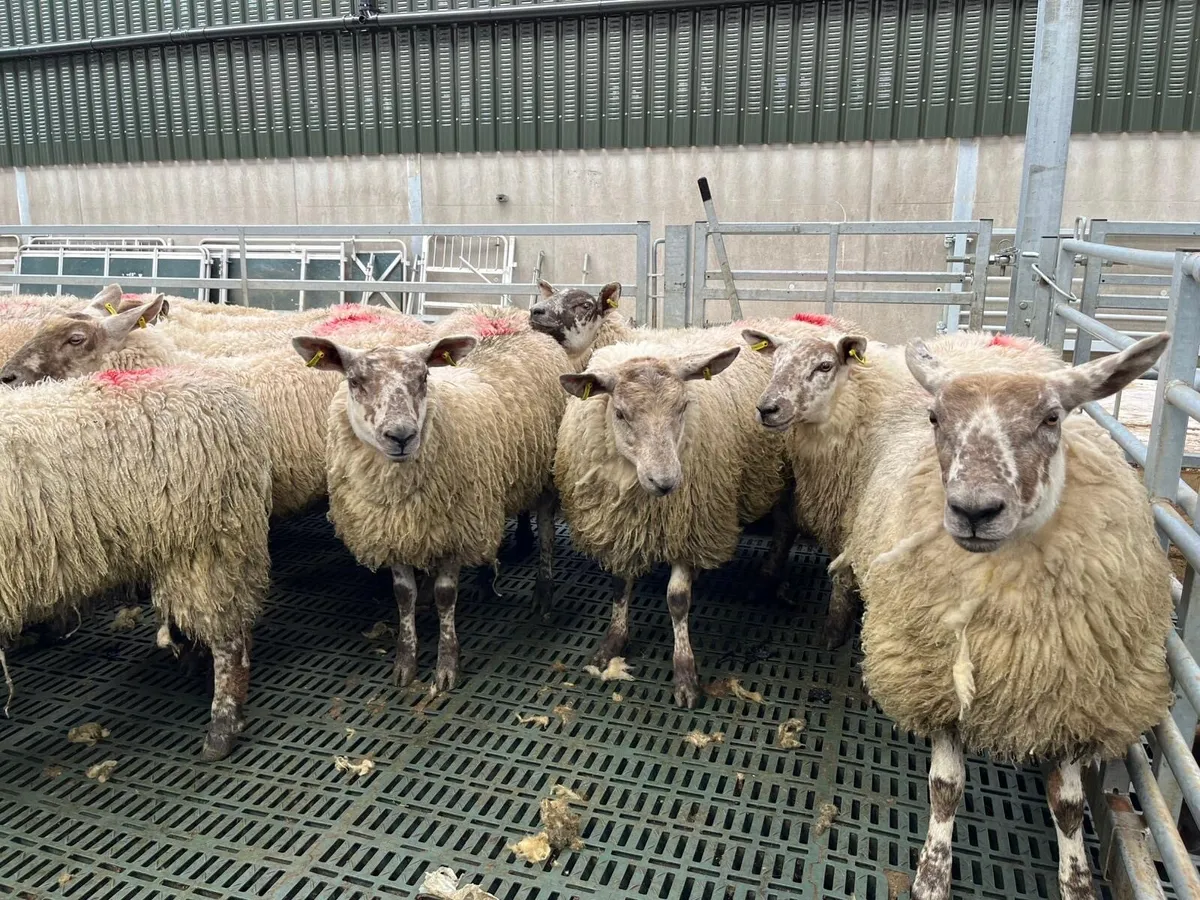 Ewe Hoggets - Image 1