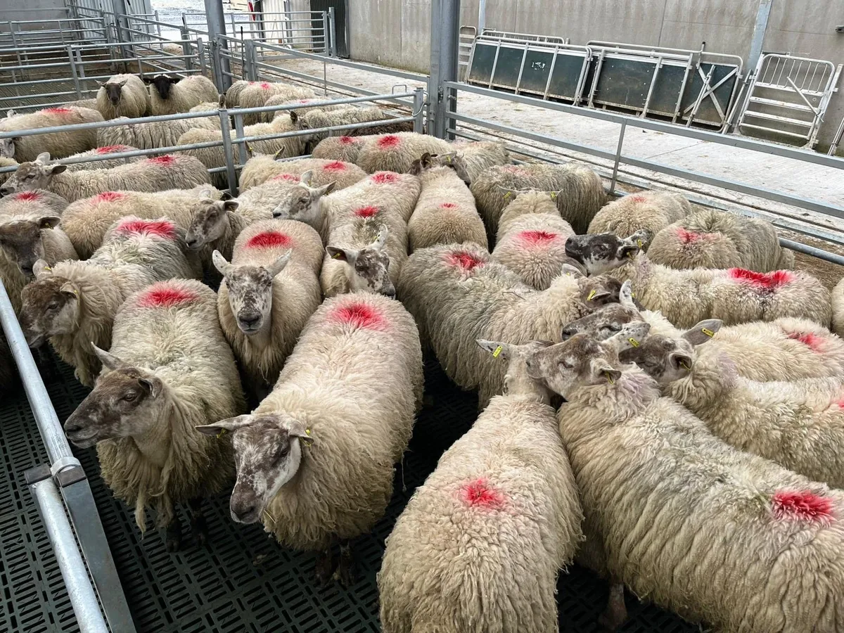 Ewe Hoggets - Image 2