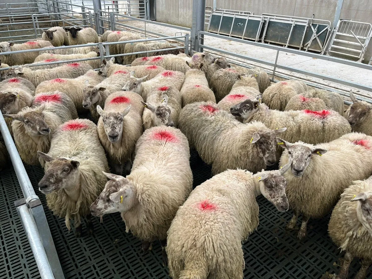 Ewe Hoggets - Image 3