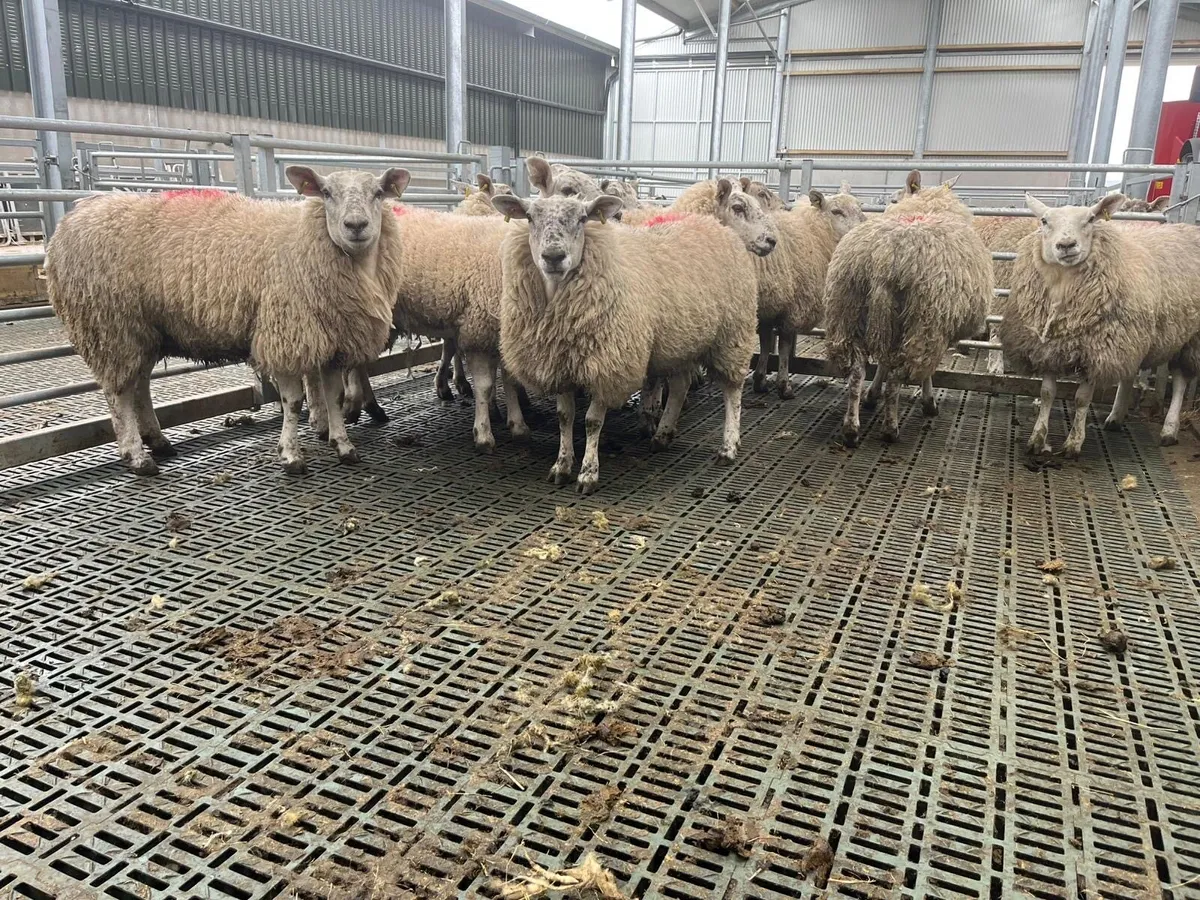 Ewe Hoggets - Image 4