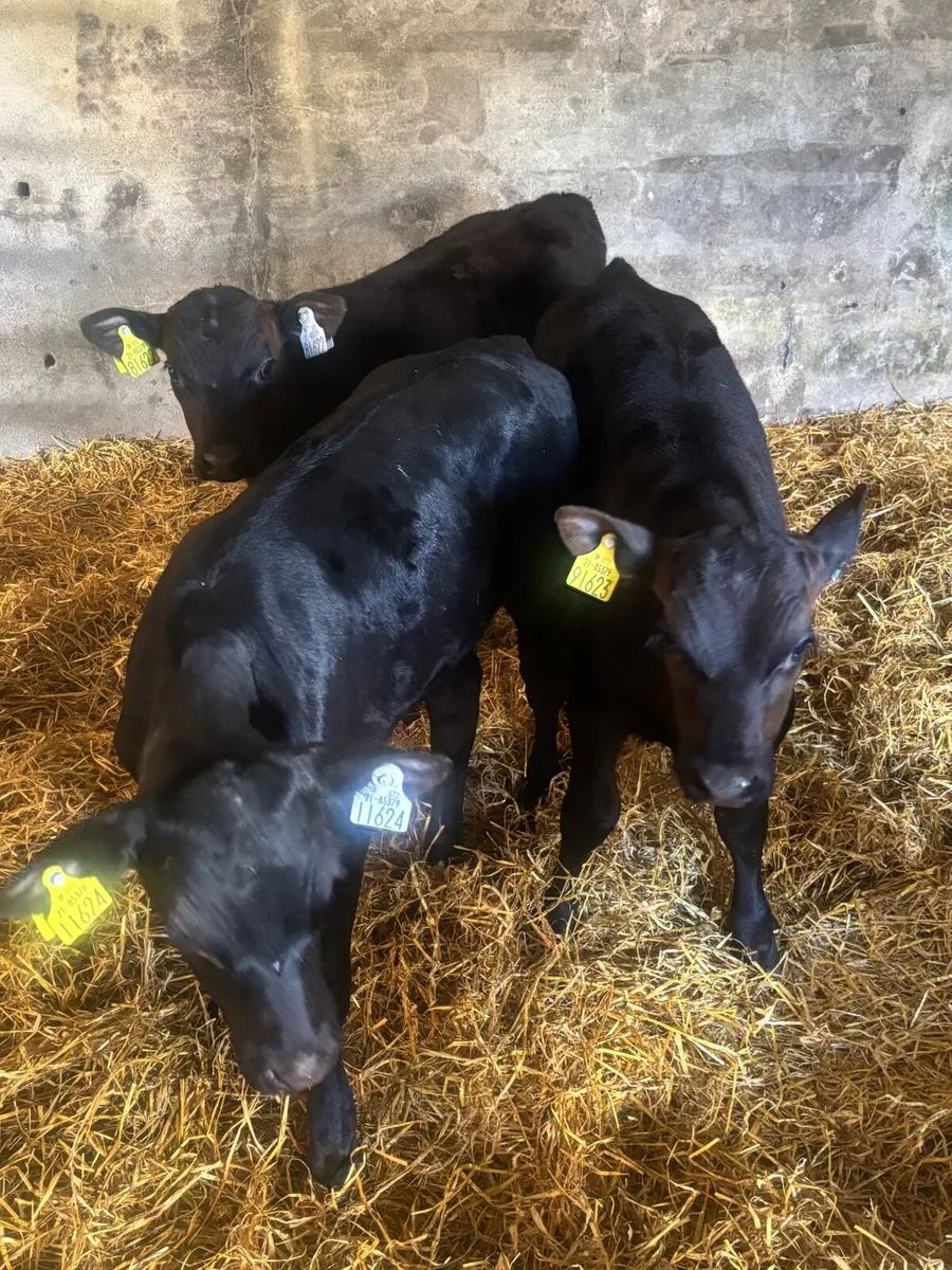 Calves - Image 1
