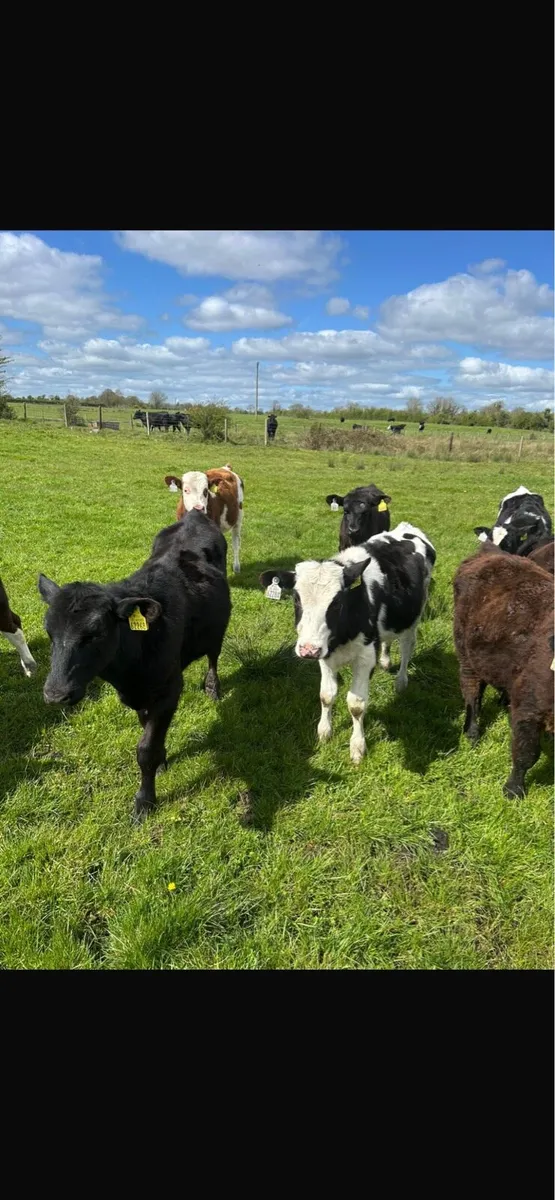 20 runners - Image 1