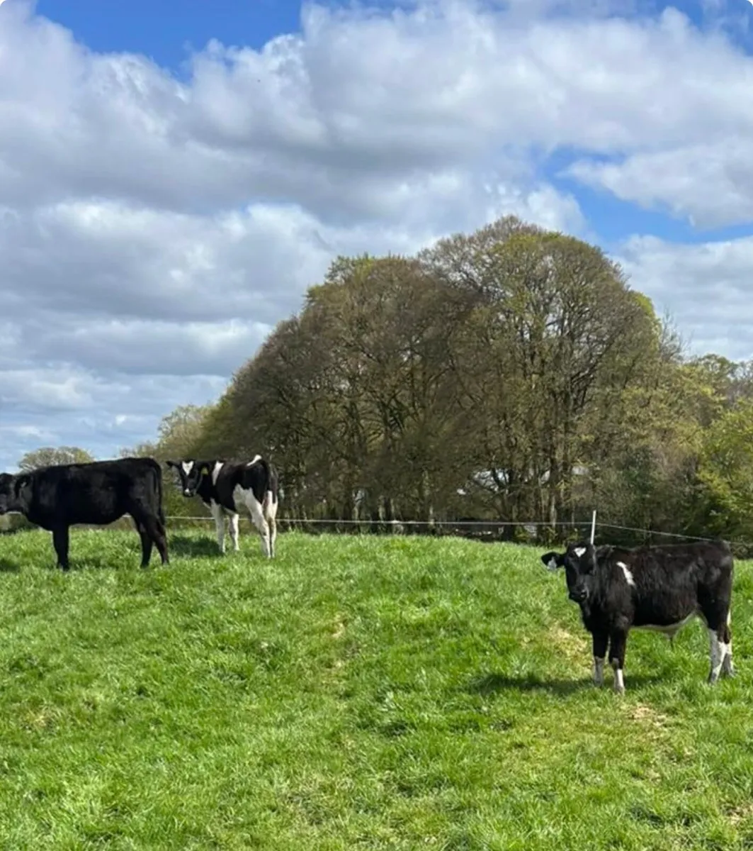 20 runners - Image 2