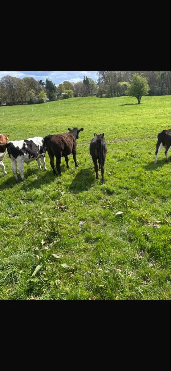 20 runners - Image 3