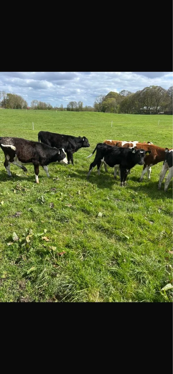 20 runners - Image 4