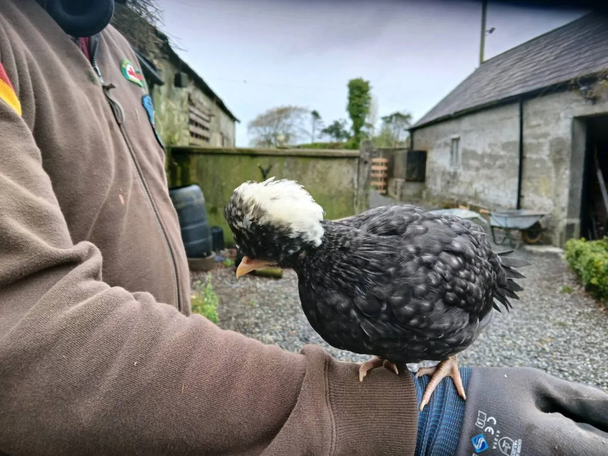 Bantams - Image 1