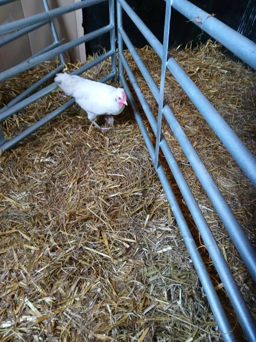 White roosters - Image 1