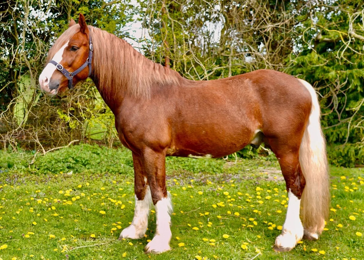 Stallion service - Image 1