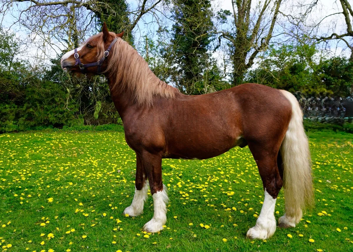 Stallion service - Image 3