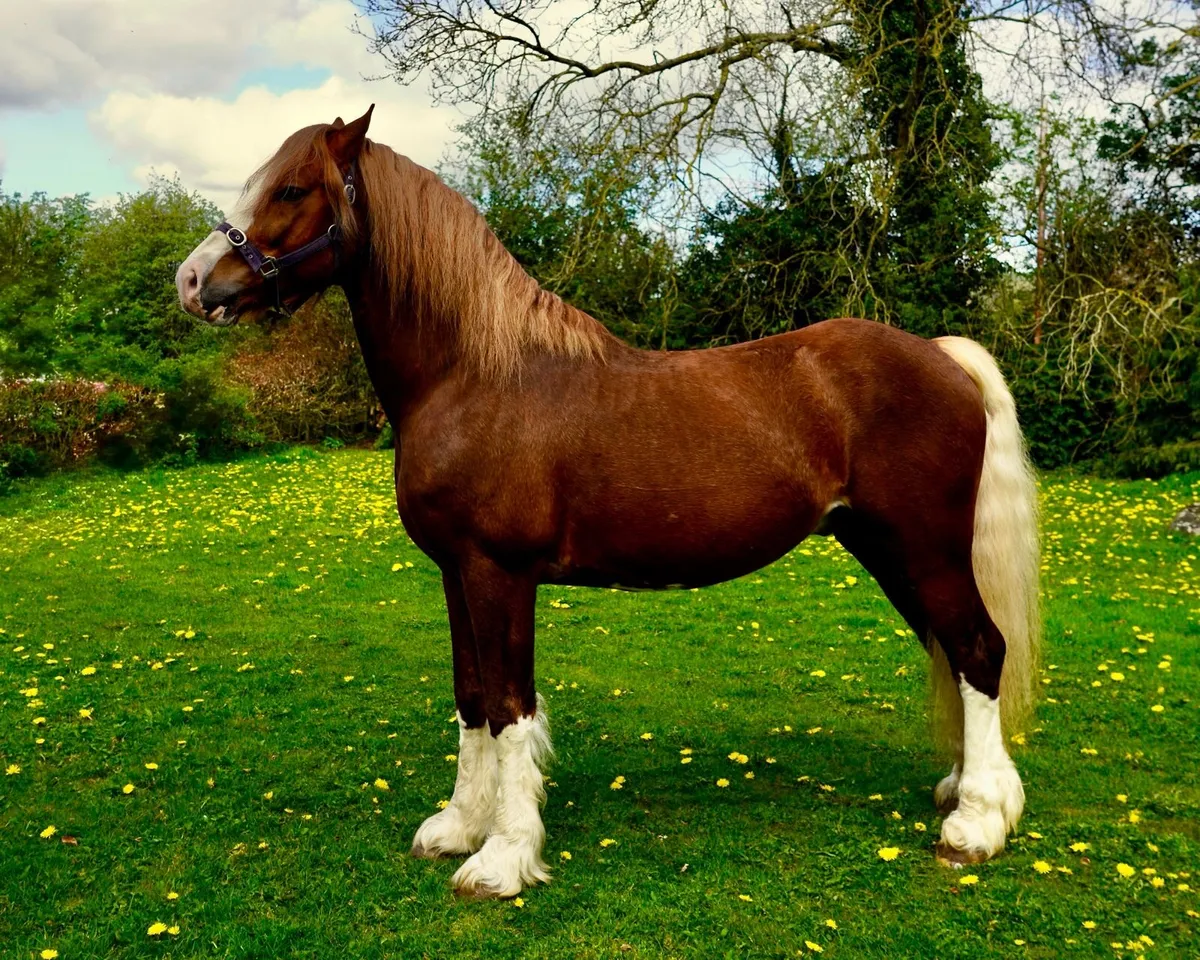 Stallion service - Image 2