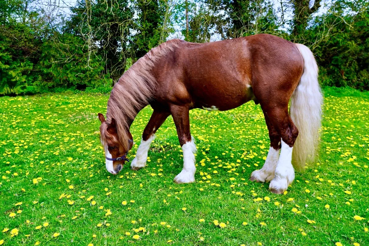 Stallion service - Image 4