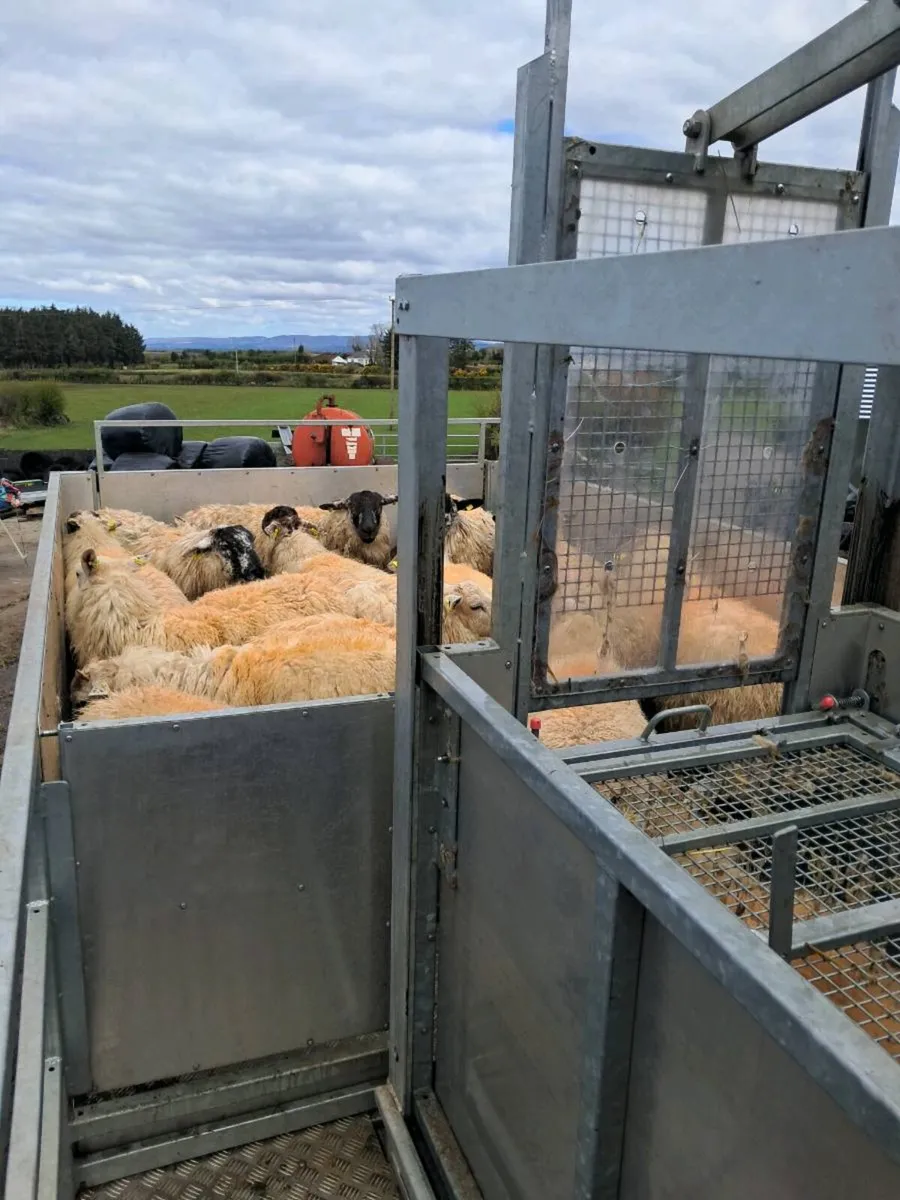 Sheep plunge dipping service - Image 4