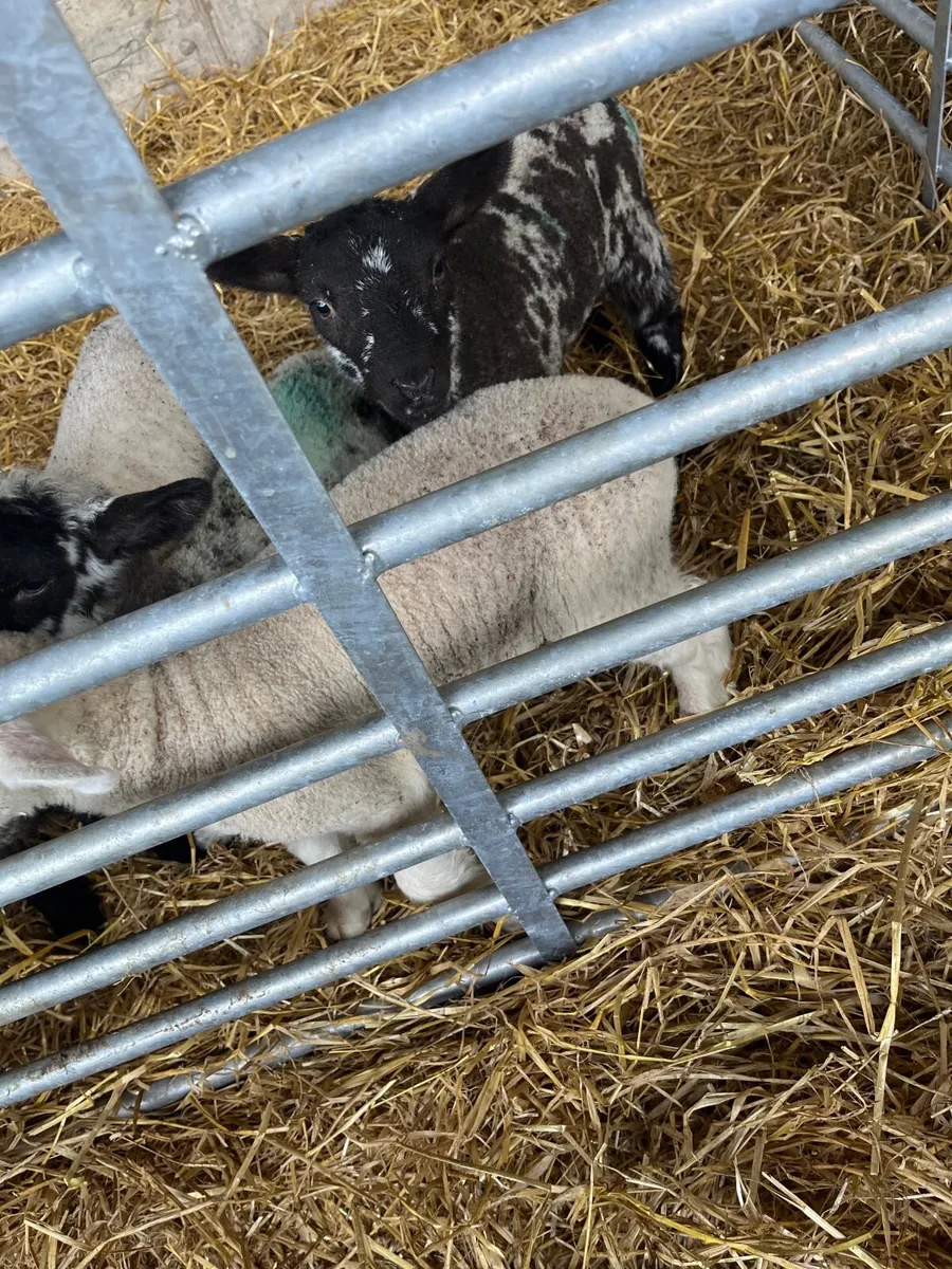 Wanted Pet lambs - Image 1