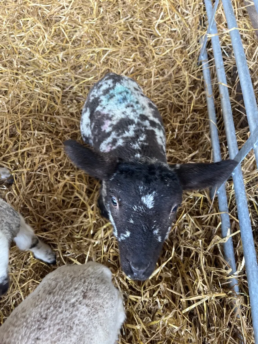 Wanted Pet lambs - Image 2