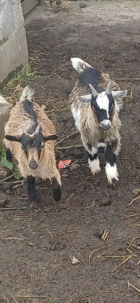Pygmy  goats for sale - Image 3