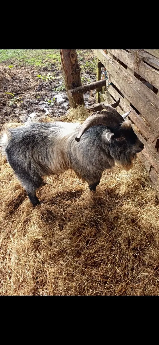 Pygmy  goats for sale - Image 4