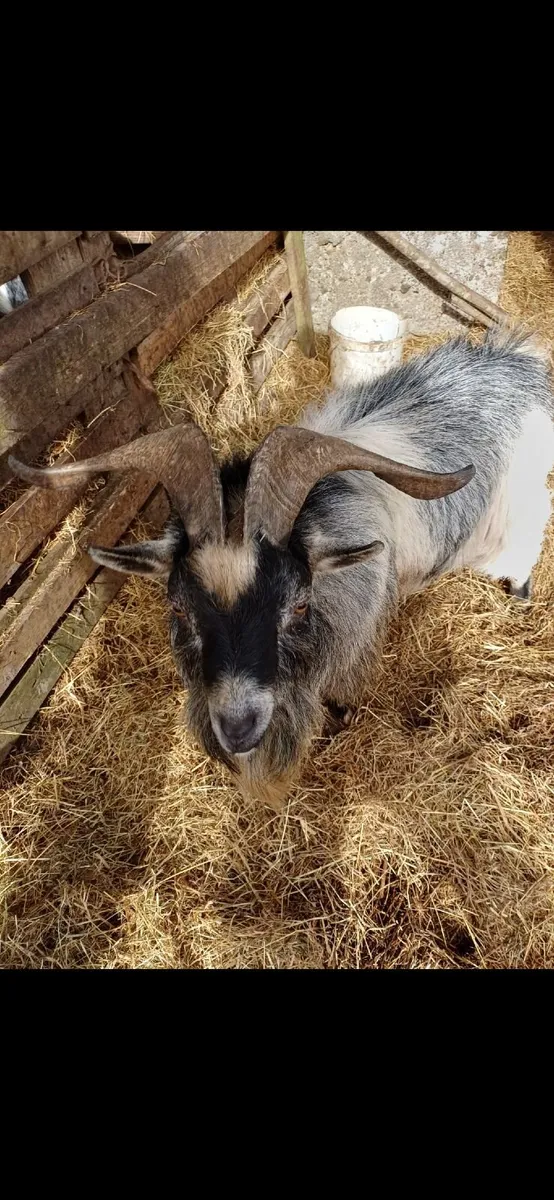 Pygmy  goats for sale - Image 1