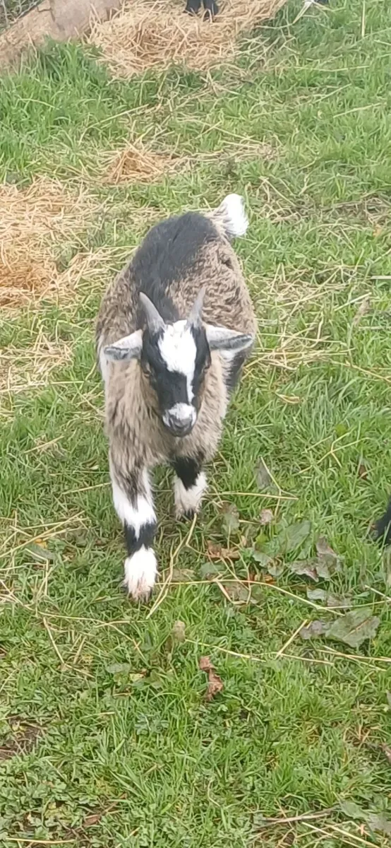 Pygmy  goats for sale - Image 2