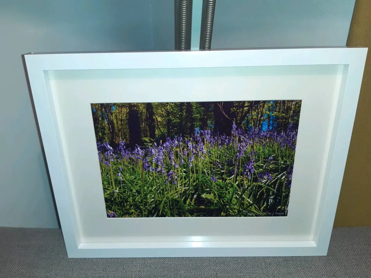 Curragh Woods - Image 3