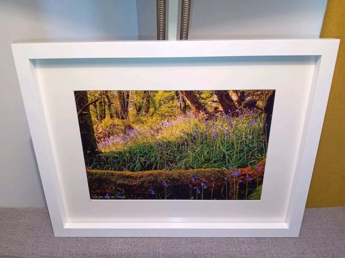 Curragh Woods - Image 1