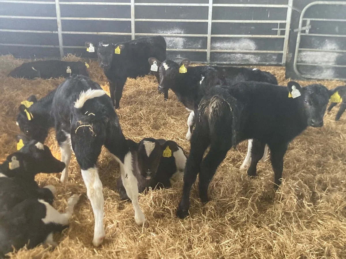 FR bull calves for sale - Image 3