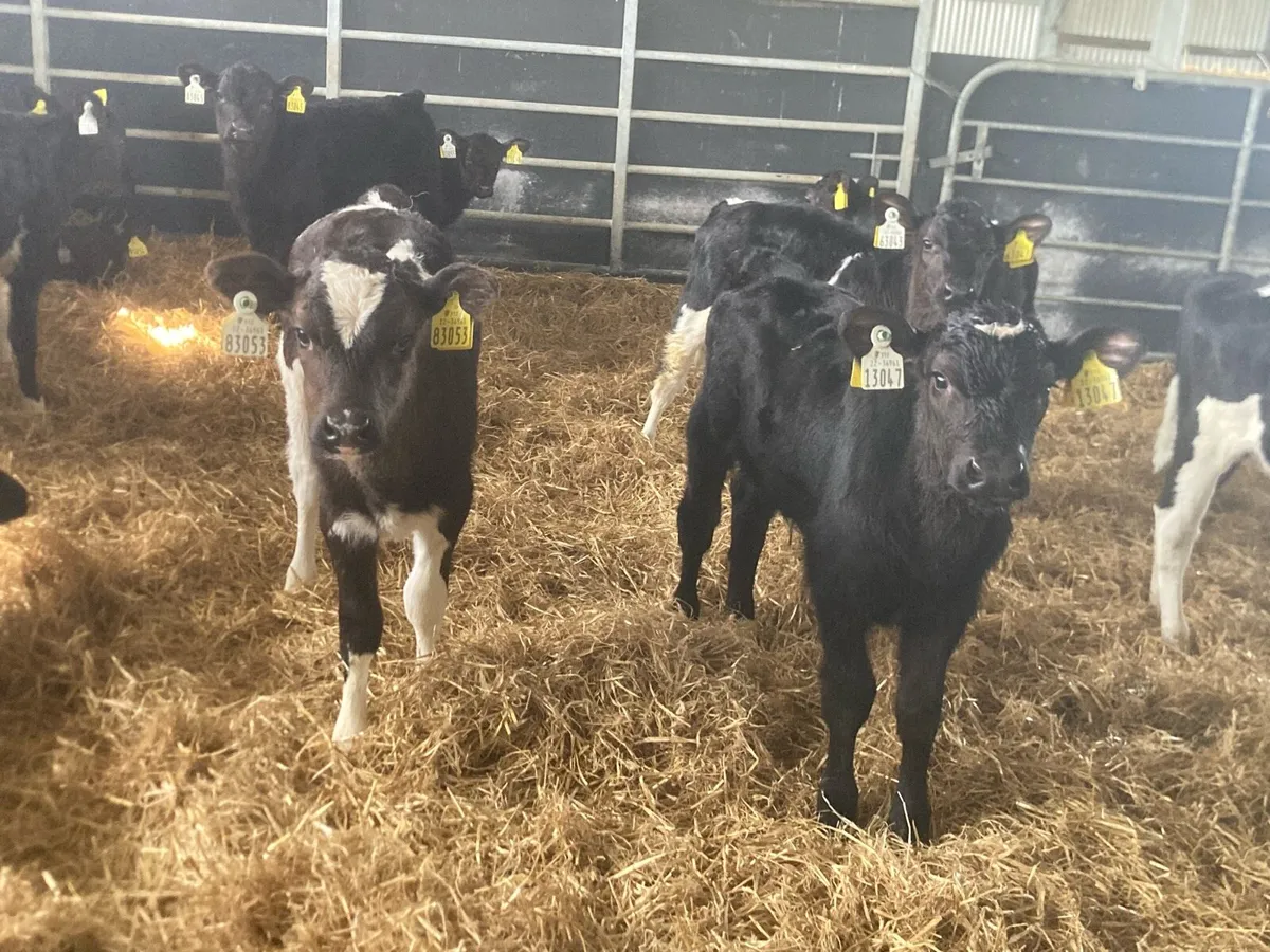 FR bull calves for sale - Image 4