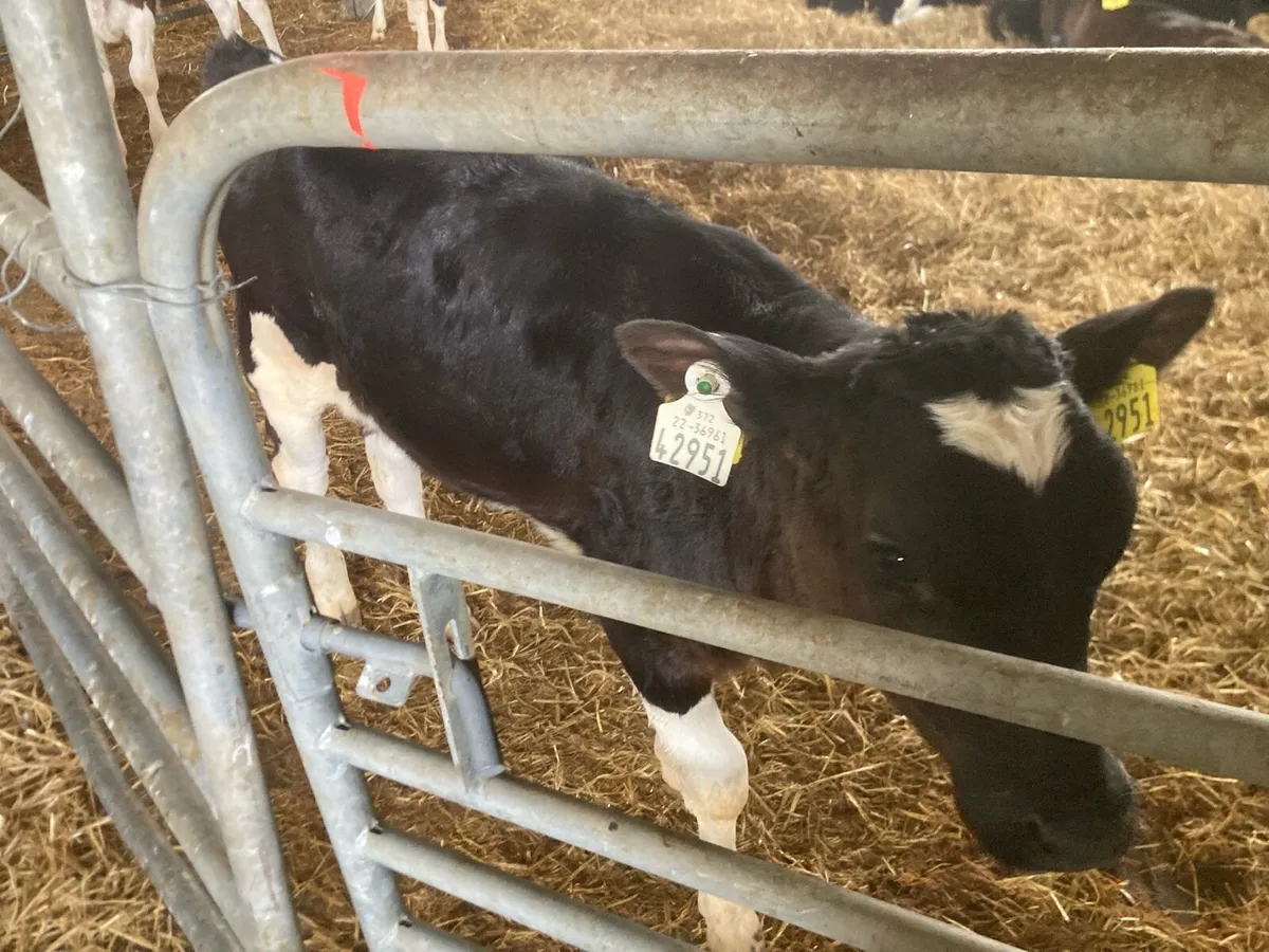 FR bull calves for sale - Image 1