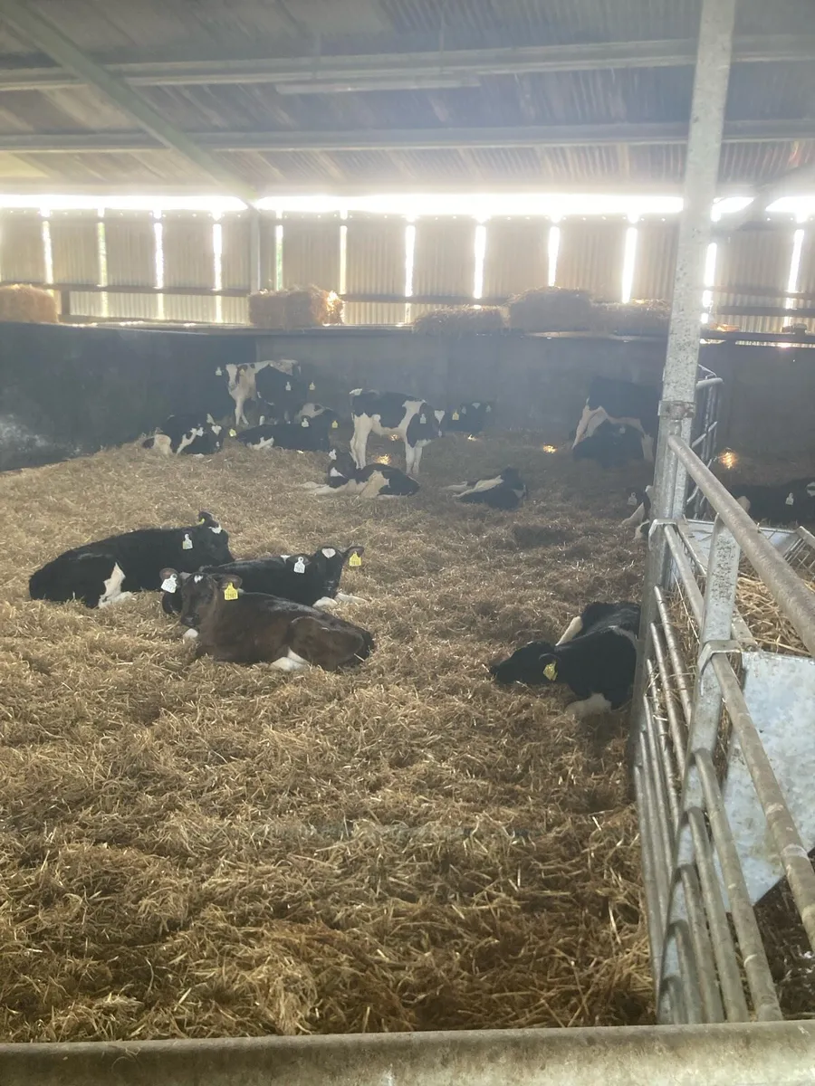 FR bull calves for sale - Image 2