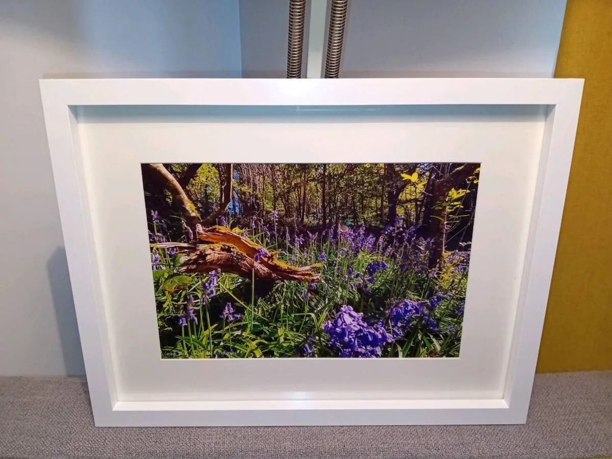 Curragh Woods - Image 4