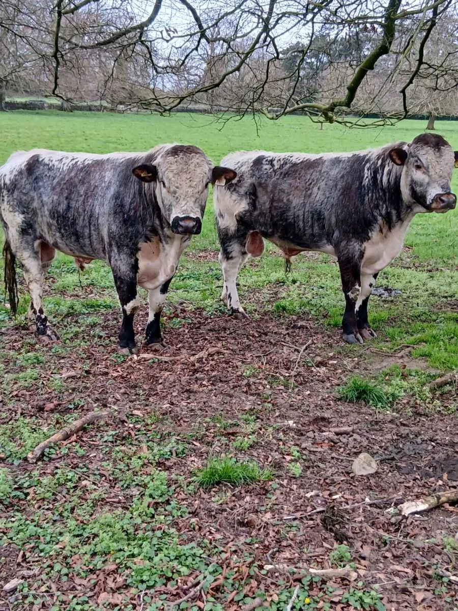 7 PB Longhorn bulls for sale - Image 1