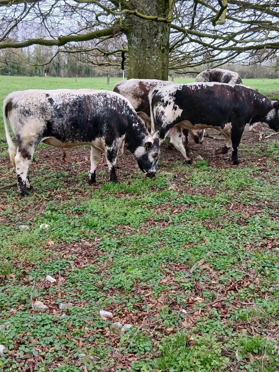 7 PB Longhorn bulls for sale - Image 2