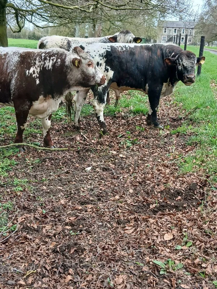 7 PB Longhorn bulls for sale - Image 3